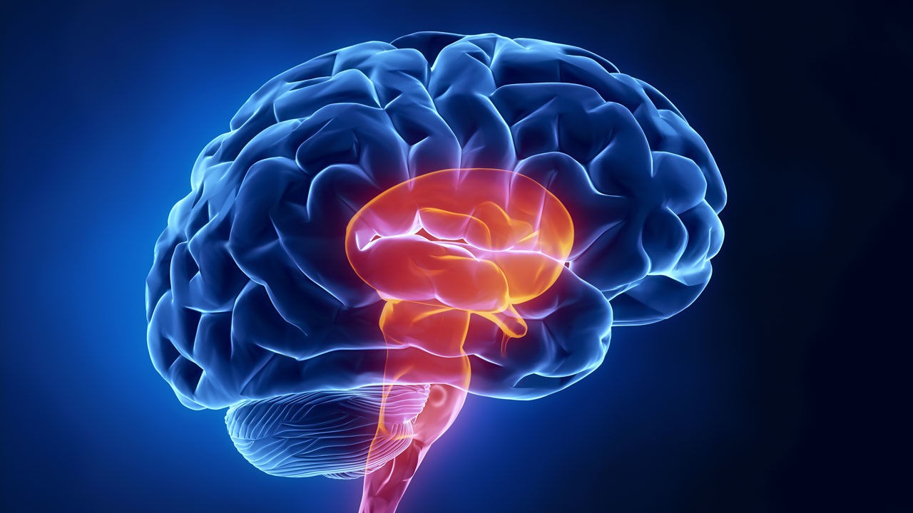 human brain