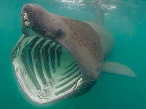 Basking shark.