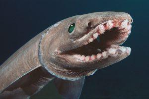 Frilled shark