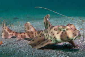 Horn shark