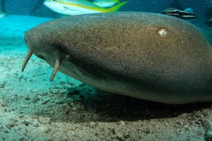 Nurse shark