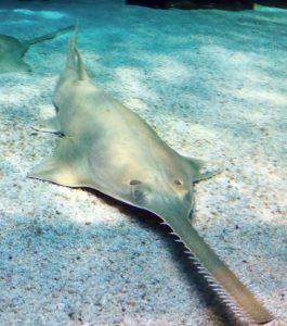 Saw shark.