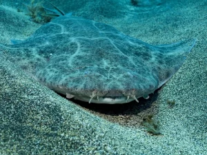 The angel shark