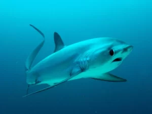 Thresher shark