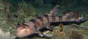 bamboo shark