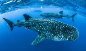whale shark
